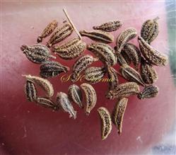 Fruits